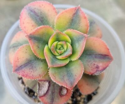 Aeonium "Floresens" - Зображення 2