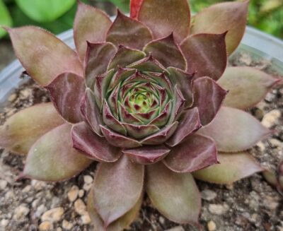SEMPERVIVUM "ADEL MOED" - Зображення 3