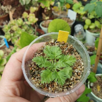 Pelargonium appendiculatum