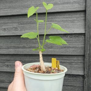 Corallocarpus bainesii
