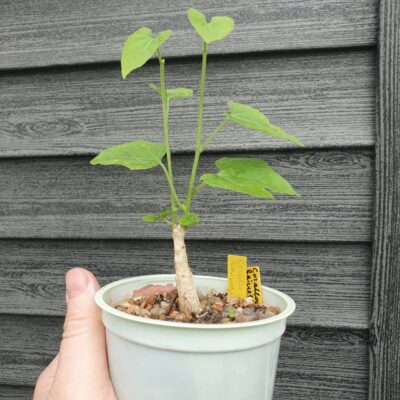 Corallocarpus bainesii