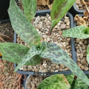 Ledebouria revoluta