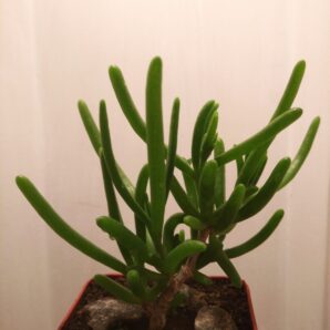 Delosperma nakurense
