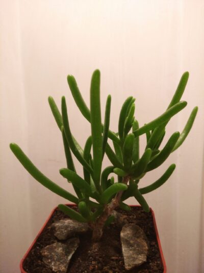 Delosperma nakurense