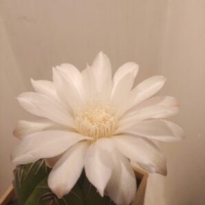 Gymnocalycium denudatum