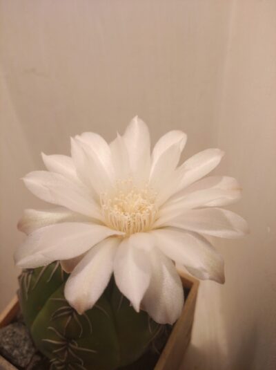 Gymnocalycium denudatum