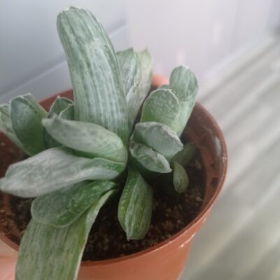 Gasteria 'Misuzu no Fuji', часть куста - Зображення 3