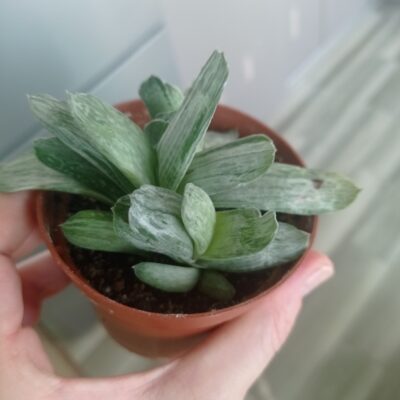 Gasteria 'Misuzu no Fuji', часть куста - Зображення 2