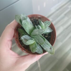Gasteria 'Misuzu no Fuji', часть куста