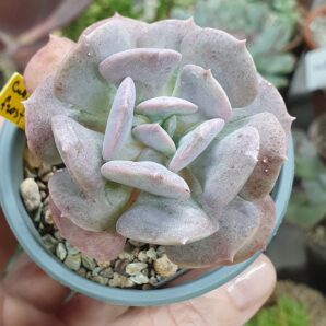 Echeveria Cubic Frost