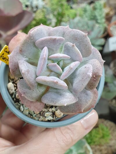 Echeveria Cubic Frost