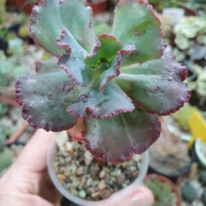 Echeveria Bumps