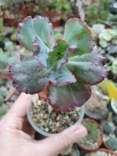 Echeveria Bumps