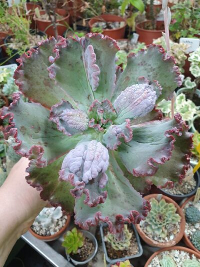 Echeveria Bumps - Зображення 2