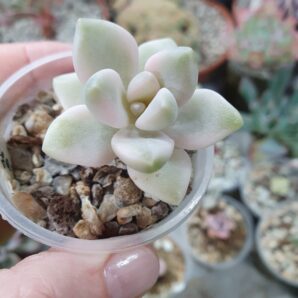 Graptoveria titubans variegata