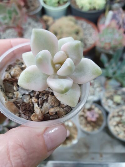 Graptoveria titubans variegata