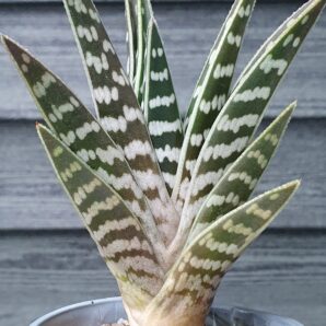 Aloe variegata