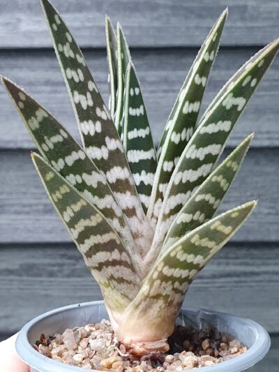 Aloe variegata