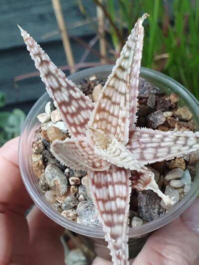 Aloe hybrid