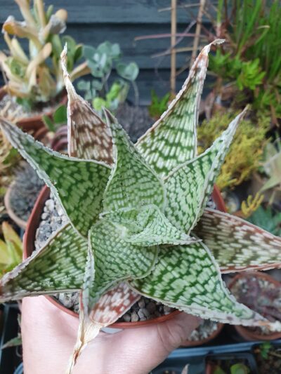 Aloe hybrid - Зображення 2