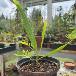 Acacia saligna