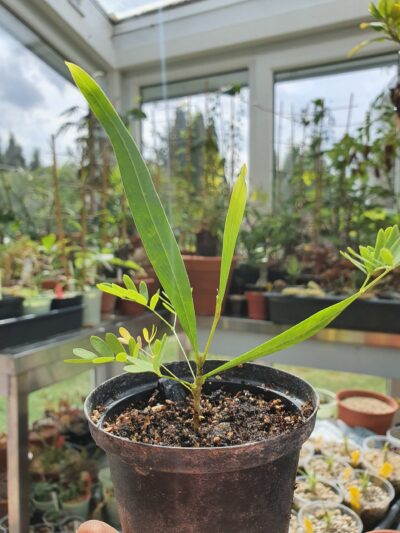 Acacia saligna