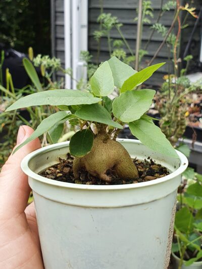 Ficus palmeri