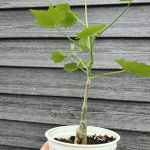 Cissus tuberosa