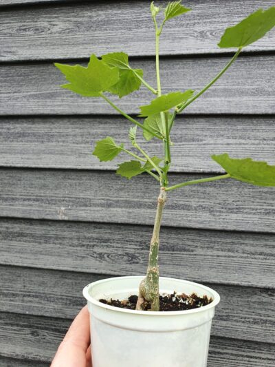Cissus tuberosa