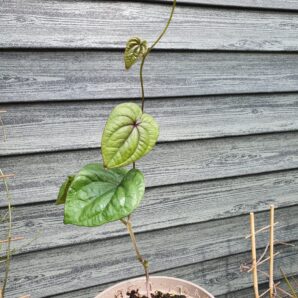 Dioscorea opposita