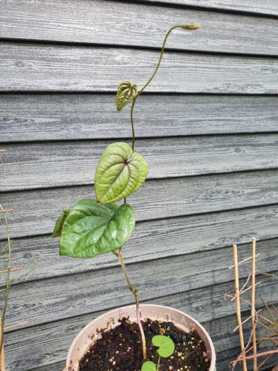 Dioscorea opposita
