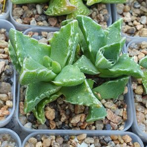 Faucaria tigrina