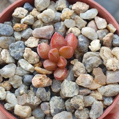 Adromischus marianiae cv.Tanqua - Зображення 2