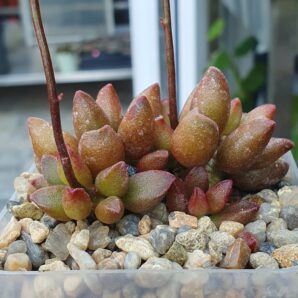 Adromischus marianiae cv.Tanqua
