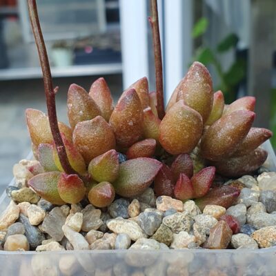 Adromischus marianiae cv.Tanqua