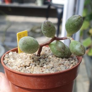 Adromischus mamillaris ssp.marlothii
