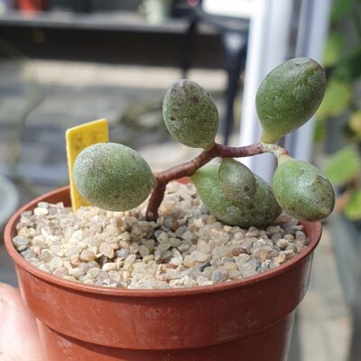 Adromischus mamillaris ssp.marlothii