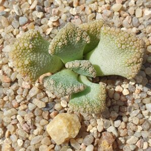 Titanopsis fulleri x calcarea