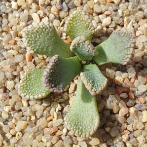 Titanopsis fulleri MG1871.1