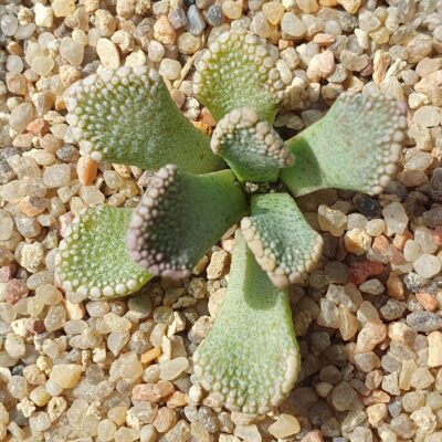 Titanopsis fulleri MG1871.1