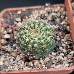 Lobivia arachnacantha v. sulphurea R608 | 61