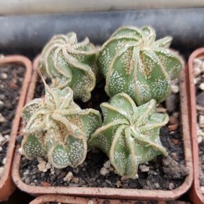 Astrophytum capricorne v. Minor Saltillo
