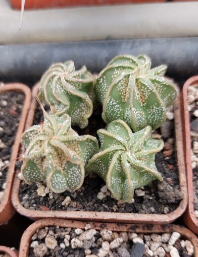 Astrophytum capricorne v. Minor Saltillo