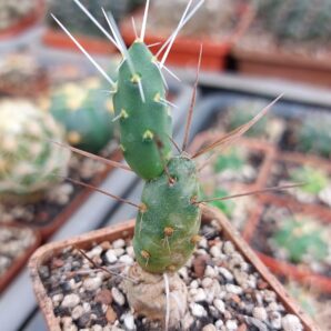 Maihueniopsis darwinii v.minimus KP68