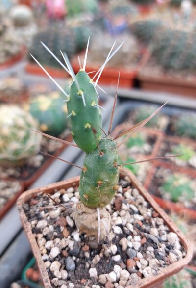 Maihueniopsis darwinii v.minimus KP68