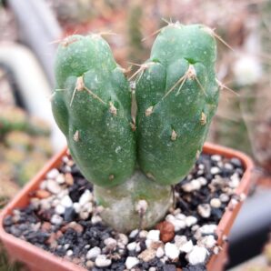 Tephrocactus pentlandii | 87