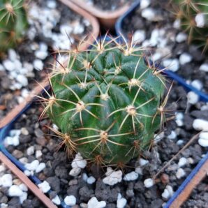 Lobivia tiegeliana