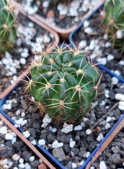 Lobivia tiegeliana
