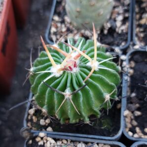 Stenocactus (echinofossulocactus) hookeri