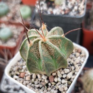 Astrophytum capricorne v. Minor Saltillo